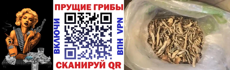Галлюциногенные грибы Psilocybe  продажа наркотиков  Свирск 